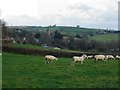 Sheep at Mill Cross, Rattery - Devon in TQ10 9JZ