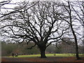 Qvist's Oak on Warren Hill in Loughton Forest Ward