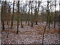 Woodland near Charleshill in GU10 2AU
