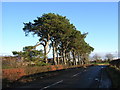 Stand of Pines at Carscallan in ML3 7UZ