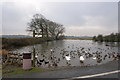 Duck Pond at Pilling Hall Farm in PR3 6AE