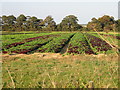 Field of lettuce from Northbourne Road in CT14 0LD