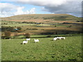 Sheep, on Cwm-garw Farm in SA66 7SL