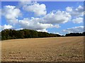 Stubble and woodland, near Quarley in SP11 8QB
