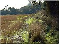 Field margin west of Quarley in SP11 8QB