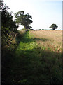 Path along a field boundary in Swanton Abbott