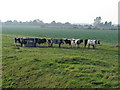 Cattle on Great Eau Chase in Withern & Theddlethorpe Ward