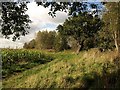 Footpath by the Norton Brook in TA1 5EE