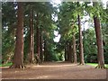 Old Pinetum, Scone Palace grounds. in PH2 6BD