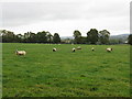 Sheep grazing alongside the lane to Winslow Farm in HR7 4SE