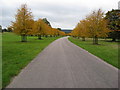 Chatsworth Park - Avenue of autumn colour in DE45 1SS