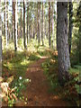 Forest Walk near B862 in IV2 6DJ