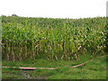 Maize field on Cross Farm in HR7 4NF