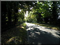 Sun-dappled road to Dullingham in CB8 0TS