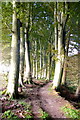 Woodland Walk on the Banks of the River North Esk near Edzell in DD9 7FA