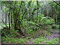 Woodland at Whitechapel Moors in EX36 3QX