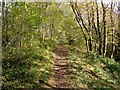 Footpath to Pappert Hill - near the woods' edge in G83 9NG