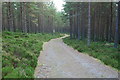 Forestry commission track in PH25 3ED