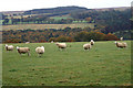 Sheep near Milton of Drimmie in PH10 7JR