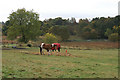 Horses at Myreside, Blairgowrie in PH10 6SA