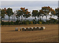 Bales and windbreak, Lethendy in PH10 6QY