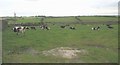 Dairy herd and telephone mast at Bryn Medd Farm in Llannerch-y-Medd Community