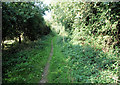 Bridleway West of Sparsholt in SO21 2NG