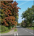Autumn along Belvoir Road in Bottesford