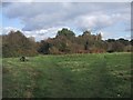 Paths on North Leigh Common in OX29 8AX