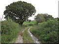 Bridleway to Llangwstenin in LL31 9QA
