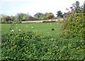 Pasture near Bowerchalke in SP5 5BN