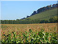 Maize below Ham Hill in SN8 3QZ