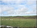 Sheep grazing on pastures on the dry ridge above Cors Bodwrog Marshes in LL65 4RL