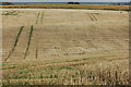 Dog walker in a stubble field in OX29 8DY
