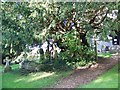 Yew tree, St Mary's Church, Alderbury in SP5 3AD