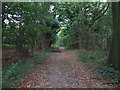 Woodland track in IP12 3PX