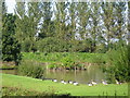 Geese on Pond, Caldy in CH48 1LS