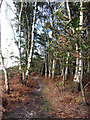 Birches at the edge of the woodland in NR10 5PL
