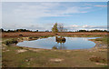 Pond on Red Shoot Plain, New Forest National Park in BH24 3LQ