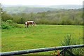 Pasture at Ty-newydd in SA19 7UE