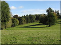 Sheep grazing on Brockhampton parkland in Brockhampton