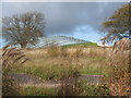 The Great Glasshouse at the National Botanic Gardens of Wales in SA32 8HG