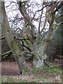 Interesting tree, Ringwood Forest in BH24 3QD
