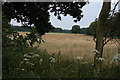 Field amongst the woodland in NR17 1DR
