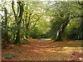 New Forest Path, James's Hill in SO43 7EB