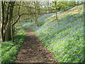 Carr Wood Bluebells in ST10 3AE