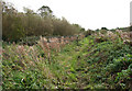 Path alongside the North Walsham & Dilham canal in NR28 0RB