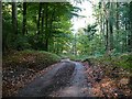Minor road through the forests in NP10 8RQ