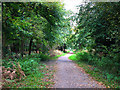 Footpath in Creech Woods in PO7 6TF
