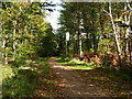 Footpath in Creech Woods in Furzeley Corner
